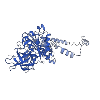 4830_6rdt_Y_v1-2
Cryo-EM structure of Polytomella F-ATP synthase, Rotary substate 1E, composite map