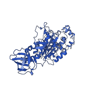 4832_6rdv_T_v1-2
Cryo-EM structure of Polytomella F-ATP synthase, Rotary substate 1E, focussed refinement of F1 head and rotor