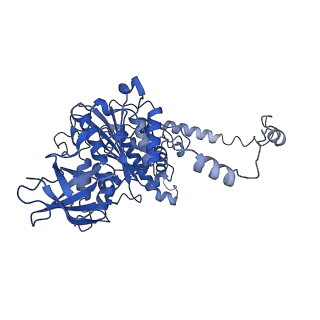 4832_6rdv_Y_v1-2
Cryo-EM structure of Polytomella F-ATP synthase, Rotary substate 1E, focussed refinement of F1 head and rotor
