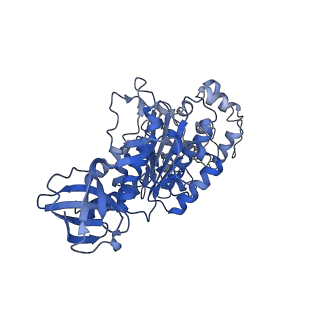 4835_6rdy_T_v1-2
Cryo-EM structure of Polytomella F-ATP synthase, Rotary substate 1F, focussed refinement of F1 head and rotor