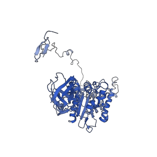 4835_6rdy_Z_v1-2
Cryo-EM structure of Polytomella F-ATP synthase, Rotary substate 1F, focussed refinement of F1 head and rotor