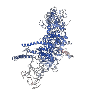 19083_8red_D_v1-0
Cryo-EM structure of bacterial RNA polymerase-sigma54 initial transcribing complex - 8nt complex