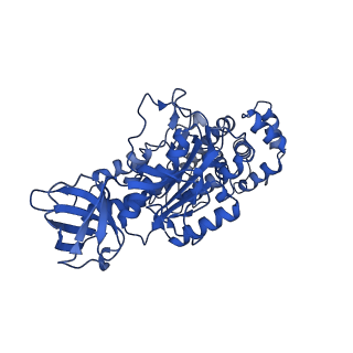 4838_6re1_T_v1-2
Cryo-EM structure of Polytomella F-ATP synthase, Rotary substate 2A, focussed refinement of F1 head and rotor