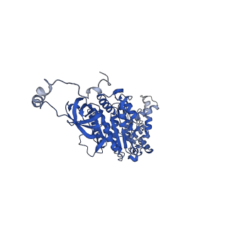 4838_6re1_U_v1-2
Cryo-EM structure of Polytomella F-ATP synthase, Rotary substate 2A, focussed refinement of F1 head and rotor