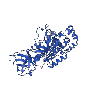 4841_6re4_T_v1-2
Cryo-EM structure of Polytomella F-ATP synthase, Rotary substate 2B, focussed refinement of F1 head and rotor