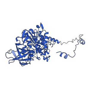 4841_6re4_Y_v1-2
Cryo-EM structure of Polytomella F-ATP synthase, Rotary substate 2B, focussed refinement of F1 head and rotor