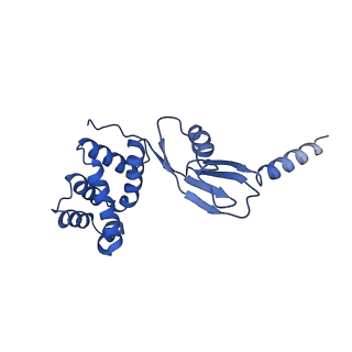 4842_6re5_P_v1-2
Cryo-EM structure of Polytomella F-ATP synthase, Rotary substate 2C, composite map