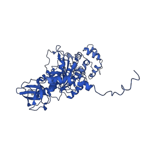 4842_6re5_T_v1-2
Cryo-EM structure of Polytomella F-ATP synthase, Rotary substate 2C, composite map