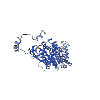4842_6re5_U_v1-2
Cryo-EM structure of Polytomella F-ATP synthase, Rotary substate 2C, composite map