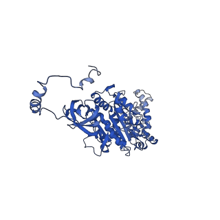 4844_6re7_U_v1-2
Cryo-EM structure of Polytomella F-ATP synthase, Rotary substate 2C, focussed refinement of F1 head and rotor