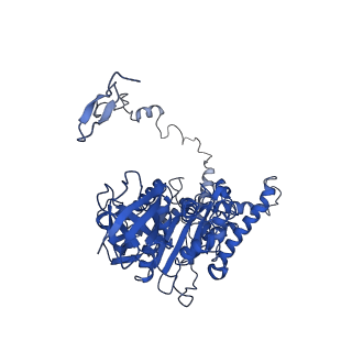4844_6re7_Z_v1-2
Cryo-EM structure of Polytomella F-ATP synthase, Rotary substate 2C, focussed refinement of F1 head and rotor