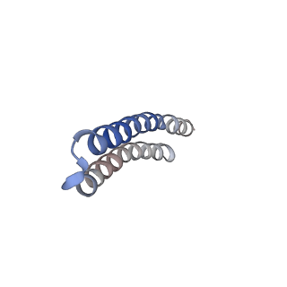 4847_6rea_E_v1-2
Cryo-EM structure of Polytomella F-ATP synthase, Rotary substate 2D, focussed refinement of F1 head and rotor