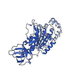 4847_6rea_T_v1-2
Cryo-EM structure of Polytomella F-ATP synthase, Rotary substate 2D, focussed refinement of F1 head and rotor
