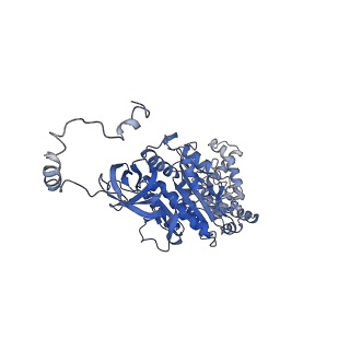4847_6rea_U_v1-2
Cryo-EM structure of Polytomella F-ATP synthase, Rotary substate 2D, focussed refinement of F1 head and rotor
