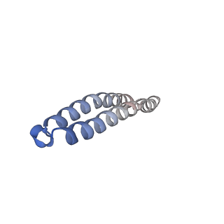 4854_6rer_J_v1-2
Cryo-EM structure of Polytomella F-ATP synthase, Rotary substate 3B, focussed refinement of F1 head and rotor