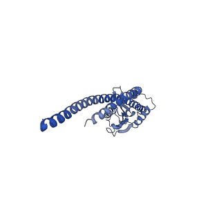 4854_6rer_S_v1-2
Cryo-EM structure of Polytomella F-ATP synthase, Rotary substate 3B, focussed refinement of F1 head and rotor