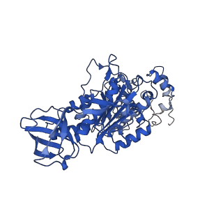 4854_6rer_T_v1-2
Cryo-EM structure of Polytomella F-ATP synthase, Rotary substate 3B, focussed refinement of F1 head and rotor