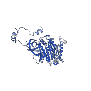 4854_6rer_U_v1-2
Cryo-EM structure of Polytomella F-ATP synthase, Rotary substate 3B, focussed refinement of F1 head and rotor