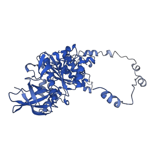4854_6rer_Y_v1-2
Cryo-EM structure of Polytomella F-ATP synthase, Rotary substate 3B, focussed refinement of F1 head and rotor