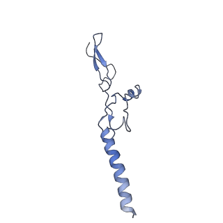 4884_6ri5_g_v1-1
Cryo-EM structures of Lsg1-TAP pre-60S ribosomal particles