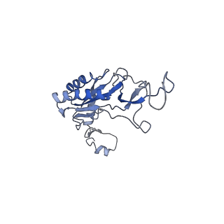 4884_6ri5_q_v1-1
Cryo-EM structures of Lsg1-TAP pre-60S ribosomal particles