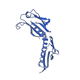 19195_8rjb_H_v1-0
Structure of the rabbit 80S ribosome stalled on a 2-TMD rhodopsin intermediate in complex with Sec61-RAMP4