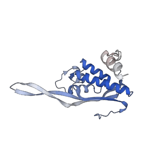 19195_8rjb_P_v1-0
Structure of the rabbit 80S ribosome stalled on a 2-TMD rhodopsin intermediate in complex with Sec61-RAMP4