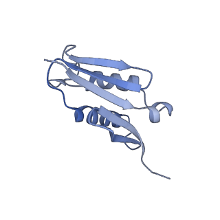 19195_8rjb_U_v1-0
Structure of the rabbit 80S ribosome stalled on a 2-TMD rhodopsin intermediate in complex with Sec61-RAMP4