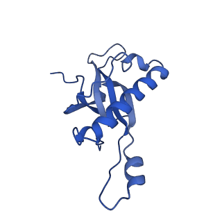 19195_8rjb_Z_v1-0
Structure of the rabbit 80S ribosome stalled on a 2-TMD rhodopsin intermediate in complex with Sec61-RAMP4