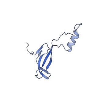 19195_8rjb_o_v1-0
Structure of the rabbit 80S ribosome stalled on a 2-TMD rhodopsin intermediate in complex with Sec61-RAMP4