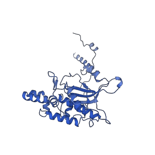 19197_8rjc_D_v1-0
Structure of the rabbit 80S ribosome stalled on a 2-TMD rhodopsin intermediate in complex with Sec61-TRAP, open conformation 1