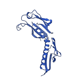19197_8rjc_H_v1-0
Structure of the rabbit 80S ribosome stalled on a 2-TMD rhodopsin intermediate in complex with Sec61-TRAP, open conformation 1