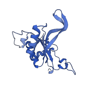 19197_8rjc_J_v1-0
Structure of the rabbit 80S ribosome stalled on a 2-TMD rhodopsin intermediate in complex with Sec61-TRAP, open conformation 1