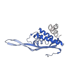 19197_8rjc_P_v1-0
Structure of the rabbit 80S ribosome stalled on a 2-TMD rhodopsin intermediate in complex with Sec61-TRAP, open conformation 1