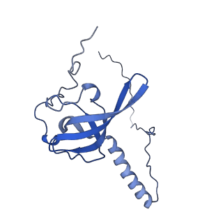 19197_8rjc_T_v1-0
Structure of the rabbit 80S ribosome stalled on a 2-TMD rhodopsin intermediate in complex with Sec61-TRAP, open conformation 1