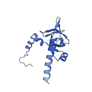 19197_8rjc_Y_v1-0
Structure of the rabbit 80S ribosome stalled on a 2-TMD rhodopsin intermediate in complex with Sec61-TRAP, open conformation 1