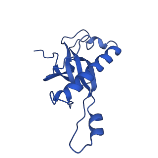 19197_8rjc_Z_v1-0
Structure of the rabbit 80S ribosome stalled on a 2-TMD rhodopsin intermediate in complex with Sec61-TRAP, open conformation 1