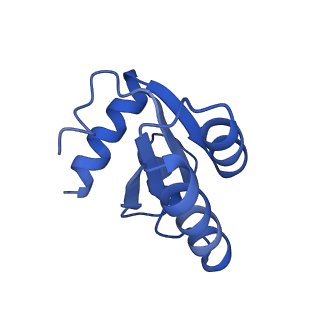 19197_8rjc_c_v1-0
Structure of the rabbit 80S ribosome stalled on a 2-TMD rhodopsin intermediate in complex with Sec61-TRAP, open conformation 1