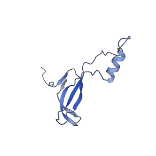 19197_8rjc_o_v1-0
Structure of the rabbit 80S ribosome stalled on a 2-TMD rhodopsin intermediate in complex with Sec61-TRAP, open conformation 1