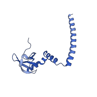19198_8rjd_M_v1-0
Structure of the rabbit 80S ribosome stalled on a 2-TMD rhodopsin intermediate in complex with Sec61-TRAP, open conformation 2