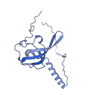 19198_8rjd_T_v1-0
Structure of the rabbit 80S ribosome stalled on a 2-TMD rhodopsin intermediate in complex with Sec61-TRAP, open conformation 2