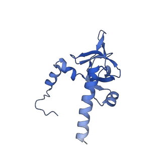 19198_8rjd_Y_v1-0
Structure of the rabbit 80S ribosome stalled on a 2-TMD rhodopsin intermediate in complex with Sec61-TRAP, open conformation 2
