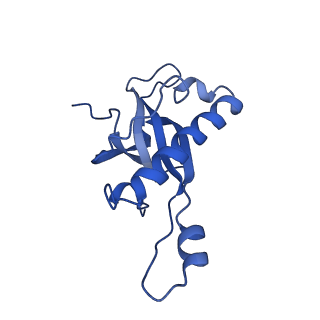 19198_8rjd_Z_v1-0
Structure of the rabbit 80S ribosome stalled on a 2-TMD rhodopsin intermediate in complex with Sec61-TRAP, open conformation 2