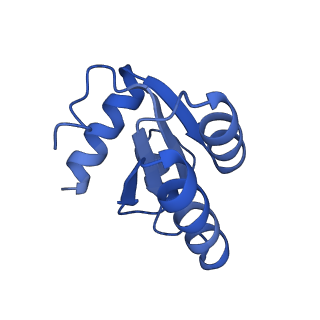19198_8rjd_c_v1-0
Structure of the rabbit 80S ribosome stalled on a 2-TMD rhodopsin intermediate in complex with Sec61-TRAP, open conformation 2