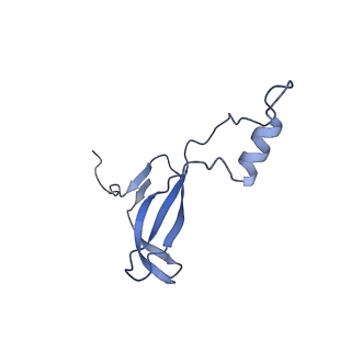 19198_8rjd_o_v1-0
Structure of the rabbit 80S ribosome stalled on a 2-TMD rhodopsin intermediate in complex with Sec61-TRAP, open conformation 2