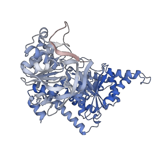 24497_7rkh_C_v1-0
Yeast CTP Synthase (URA8) tetramer bound to ATP/UTP at neutral pH