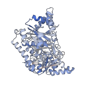 24516_7rl5_Q_v1-0
Yeast CTP Synthase (URA8) filament bound to CTP at low pH