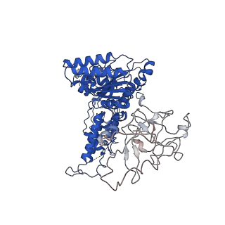 24519_7rl7_A_v1-2
Cryo-EM structure of human p97-R155H mutant bound to ATPgS.