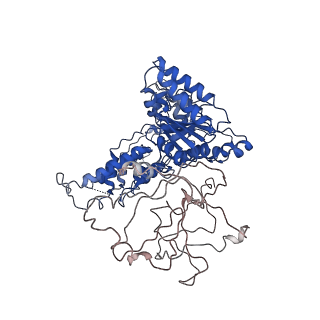 24523_7rla_A_v1-2
Cryo-EM structure of human p97-R191Q mutant bound to ATPgS.