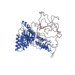 24523_7rla_C_v1-2
Cryo-EM structure of human p97-R191Q mutant bound to ATPgS.